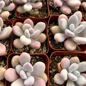 Pink Moonstone Succulent Live Plant - Pachyphytum Oviferum - 2 inch Pot - Image 2