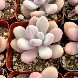Pink Moonstone Succulent Live Plant - Pachyphytum Oviferum - 2 inch Pot - Image 3