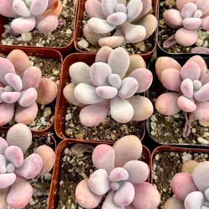 Pink Moonstone Succulent Live Plant - Pachyphytum Oviferum - 2 inch Pot - Image 4