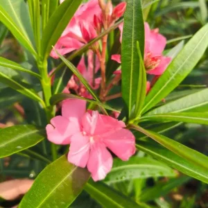 Pink Oleander Live Plant (Nerium oleander) – Set of 4 Starters, 4-8