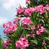 Pink Oleander Live Plant (Nerium oleander) – Set of 4 Starters, 4-8" Tall – Flowering Outdoor Shrub - Image 1