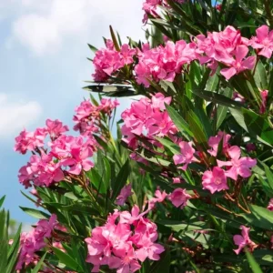 Pink Oleander Live Plant (Nerium oleander) – Set of 4 Starters, 4-8