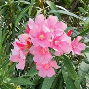 Pink Oleander Live Plant (Nerium oleander) – Set of 4 Starters, 4-8