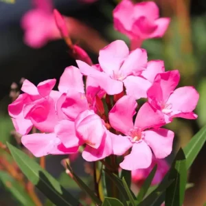 Pink Oleander Live Plant (Nerium oleander) – Set of 4 Starters, 4-8