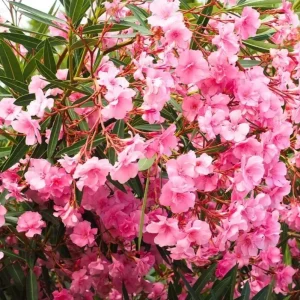 Pink Oleander Live Plant (Nerium oleander) – Set of 4 Starters, 4-8