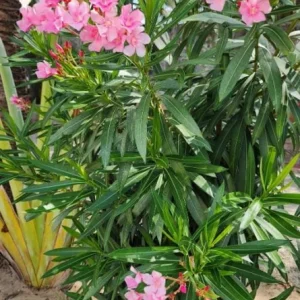 Pink Oleander Live Plant (Nerium oleander) – Set of 4 Starters, 4-8