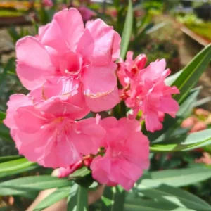 Pink Oleander Live Plant Set of 2 (Nerium oleander) – 4-8