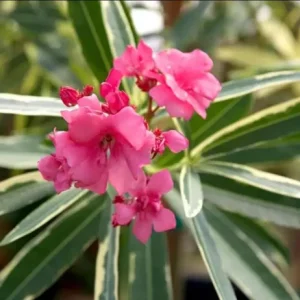 Pink Oleander Live Plant Set of 2 (Nerium oleander) – 4-8