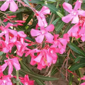 Pink Oleander Live Plant Set of 2 (Nerium oleander) – 4-8