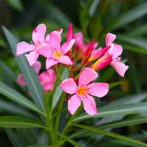 Pink Oleander Live Plant Set of 2 (Nerium oleander) – 4-8