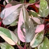Pink Princess Philodendron Live Plant – 4 inch Pot – Variegated Tropical Houseplant - Image 1