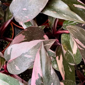Pink Princess Philodendron Live Plant – 4 inch Pot – Variegated Tropical Houseplant - Image 3