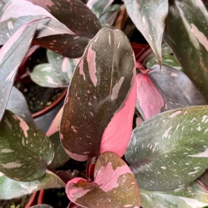 Pink Princess Philodendron Live Plant – 4 inch Pot – Variegated Tropical Houseplant - Image 4