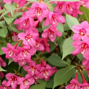 Pink Weigela Live Plant – 4 inch Pot – Bush & Shrub – Outdoor – Hardy Zones 4-8 - Image 2