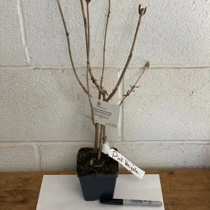 Pink Weigela Live Plant – 4 inch Pot – Bush & Shrub – Outdoor – Hardy Zones 4-8 - Image 3