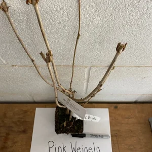 Pink Weigela Live Plant – 4 inch Pot – Bush & Shrub – Outdoor – Hardy Zones 4-8 - Image 4