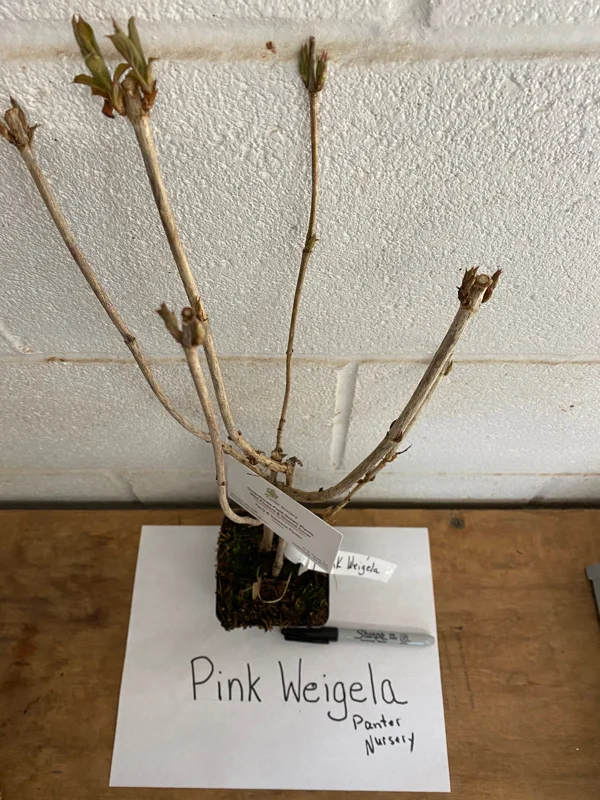 Pink Weigela Live Plant – 4 inch Pot – Bush & Shrub – Outdoor – Hardy Zones 4-8 - Image 4