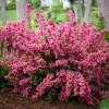 Pink Weigela Live Plant – 4 inch Pot – Bush & Shrub – Outdoor – Hardy Zones 4-8 - Image 1