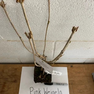 Pink Weigela Live Plant – 4 inch Pot – Outdoor Shrub – Attracts Hummingbirds - Image 4