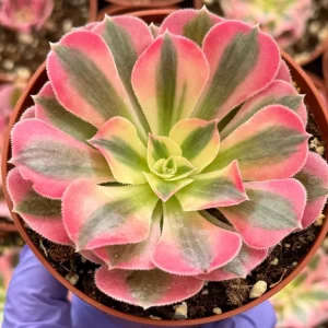 Pink Witch Aeonium Live Succulent Plant - Rare Pink Rosettes in 4