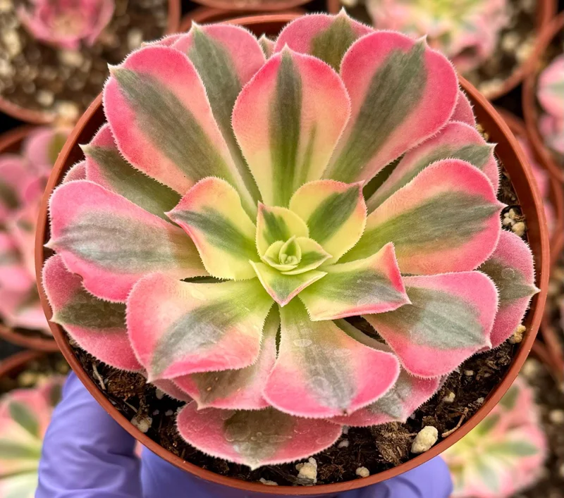 Pink Witch Aeonium Live Succulent Plant - Rare Pink Rosettes in 4" Pot - Image 2