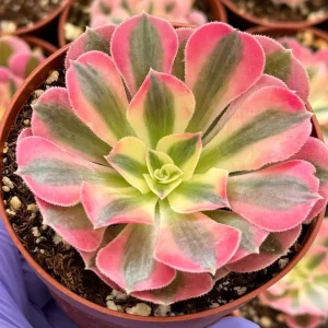 Pink Witch Aeonium Live Succulent Plant - Rare Pink Rosettes in 4