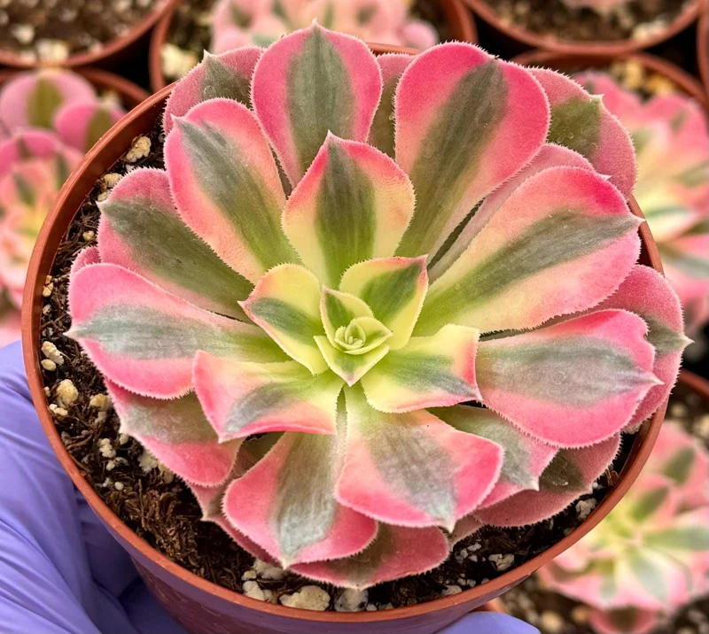 Pink Witch Aeonium Live Succulent Plant - Rare Pink Rosettes in 4" Pot - Image 3