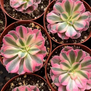 Pink Witch Aeonium Live Succulent Plant - Rare Pink Rosettes in 4