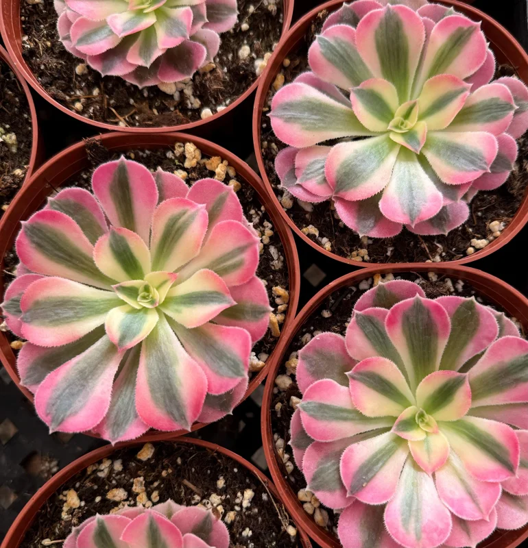 Pink Witch Aeonium Live Succulent Plant - Rare Pink Rosettes in 4" Pot - Image 4