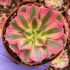 Pink Witch Aeonium Live Succulent Plant - Rare Pink Rosettes in 4" Pot - Image 1