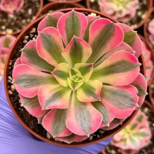 Pink Witch Aeonium Live Succulent Plant - Rare Pink Rosettes in 4