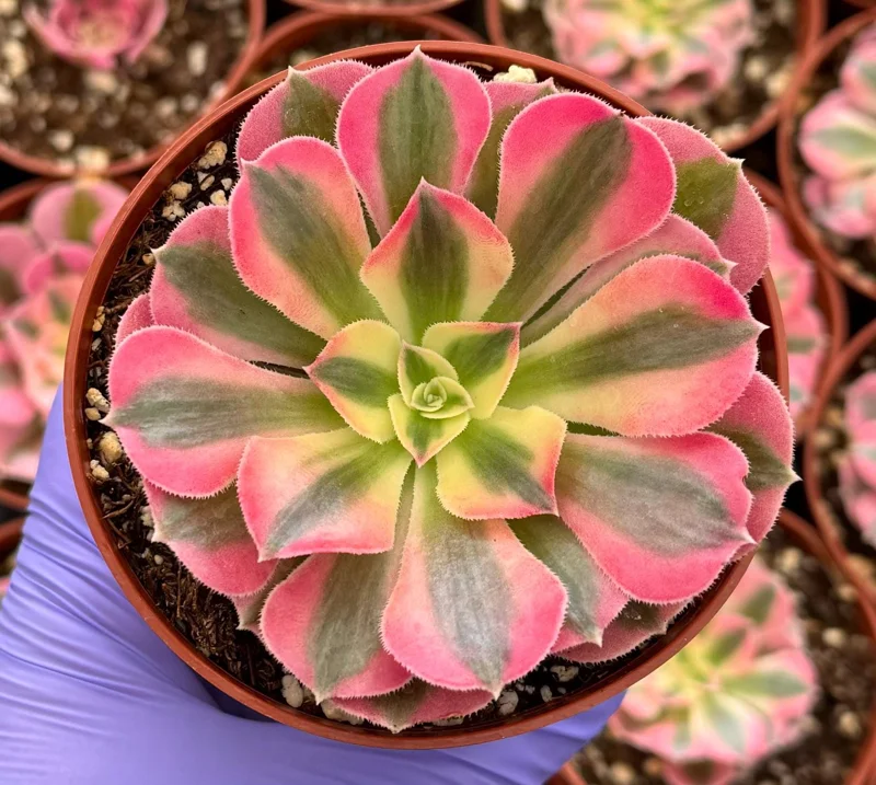 Pink Witch Aeonium Live Succulent Plant - Rare Pink Rosettes in 4" Pot - Image 1