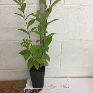 Pinky Winky Hydrangea Live Plant - 1 Quart Pot, White to Pink Flowers, Zones 4-9 - Image 2