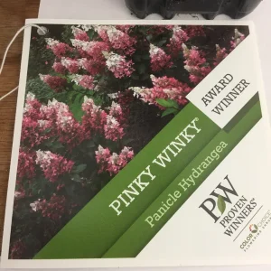 Pinky Winky Hydrangea Live Plant - 1 Quart Pot, White to Pink Flowers, Zones 4-9 - Image 3