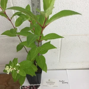 Pinky Winky Hydrangea Live Plant - 1 Quart Pot, White to Pink Flowers, Zones 4-9 - Image 5