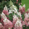 Pinky Winky Hydrangea Live Plant - 1 Quart Pot, White to Pink Flowers, Zones 4-9 - Image 1