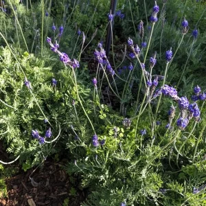 Pinnata Lavender Live Plant - Lavandula - Set of 2, 4-6