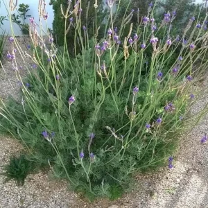 Pinnata Lavender Live Plant - Lavandula - Set of 2, 4-6