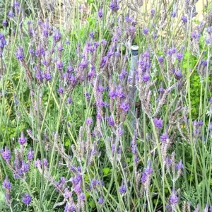Pinnata Lavender Live Plant - Lavandula - Set of 2, 4-6