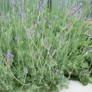 Pinnata Lavender Live Plant - Lavandula - Set of 2, 4-6