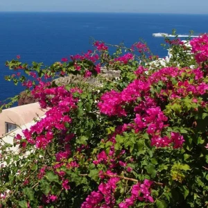 Pixie Pink Bougainvillea Live Plant - Set of 3 Tropical Vines, 4-6