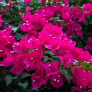 Pixie Pink Bougainvillea Live Plant - Set of 3 Tropical Vines, 4-6