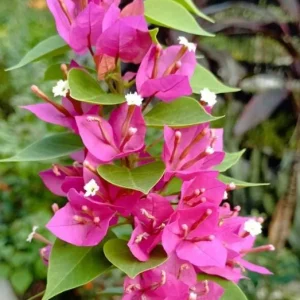 Pixie Pink Bougainvillea Live Plant - Set of 3 Tropical Vines, 4-6