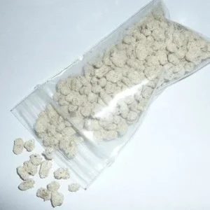 Porcini King Bolete (Boletus Edulis) Mushroom Mycelium on Dry Seeds - Image 2