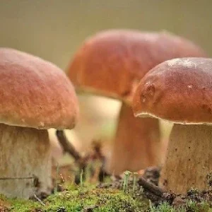 Porcini King Bolete (Boletus Edulis) Mushroom Mycelium on Dry Seeds - Image 3