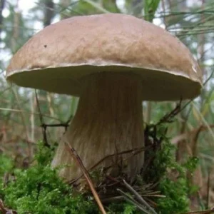 Porcini King Bolete (Boletus Edulis) Mushroom Mycelium on Dry Seeds - Image 1