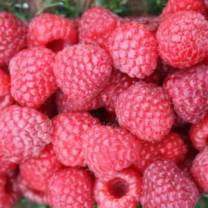 Prelude Red Raspberry Plant - Live Everbearing Bush - Zones 4-7 - Image 2