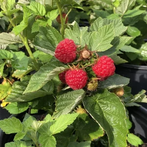 Prelude Red Raspberry Plant - Live Everbearing Bush - Zones 4-7 - Image 3