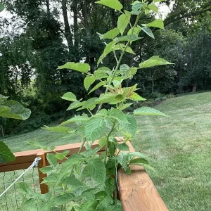 Prelude Red Raspberry Plant - Live Everbearing Bush - Zones 4-7 - Image 4