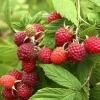 Prelude Red Raspberry Plant - Live Everbearing Bush - Zones 4-7 - Image 1